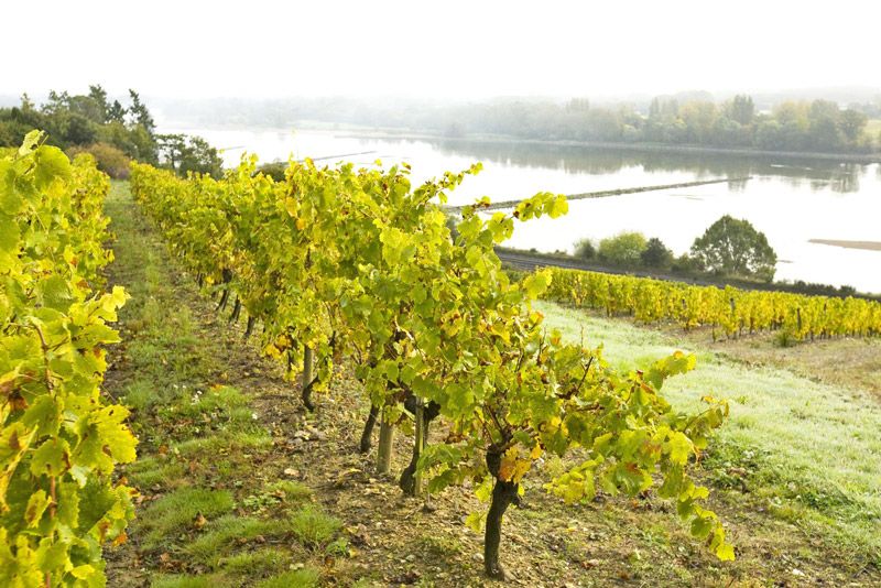 Vignoble vallée de la Loire